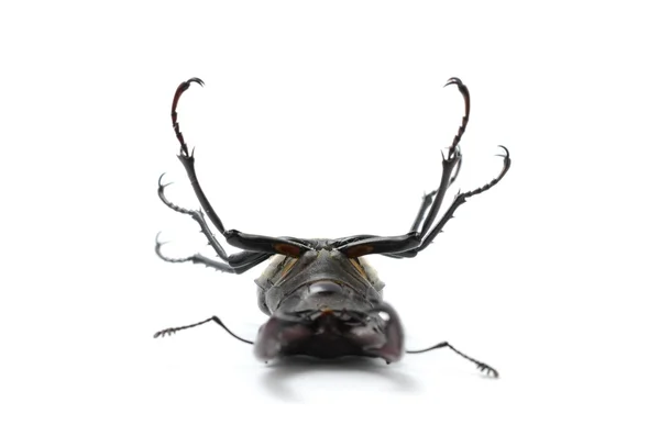 Beetle na plecach, stag beetle — Zdjęcie stockowe