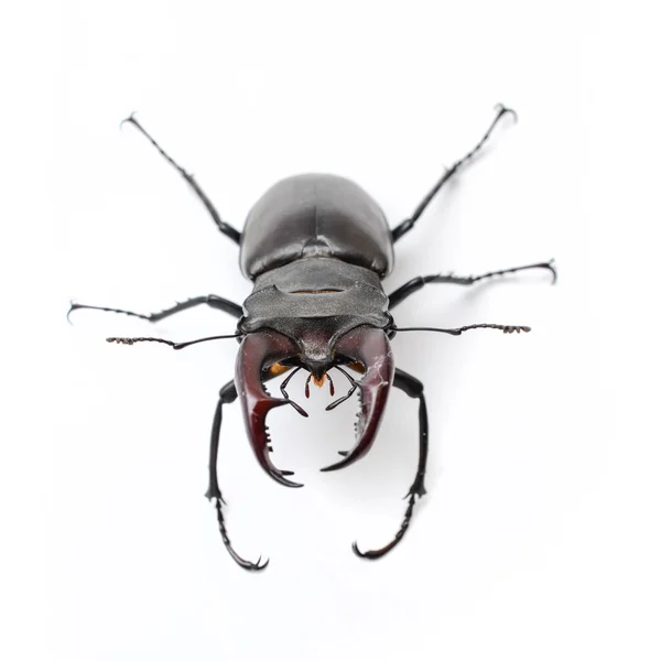 Stag beetle üzerinde beyaz izole — Stok fotoğraf