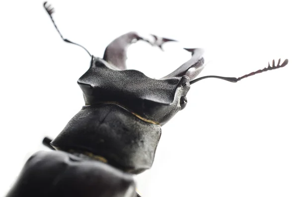 Cabeza de escarabajo ciervo aislado en blanco — Foto de Stock