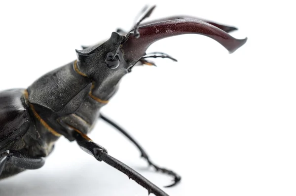 Stag beetle na białym tle na białe, głowa, boczny widok — Zdjęcie stockowe