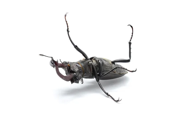 Beetle na plecach, stag beetle — Zdjęcie stockowe