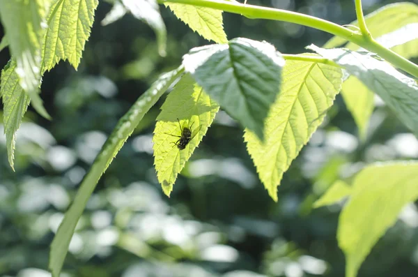 Yeşil bir yaprağın üzerinde uç