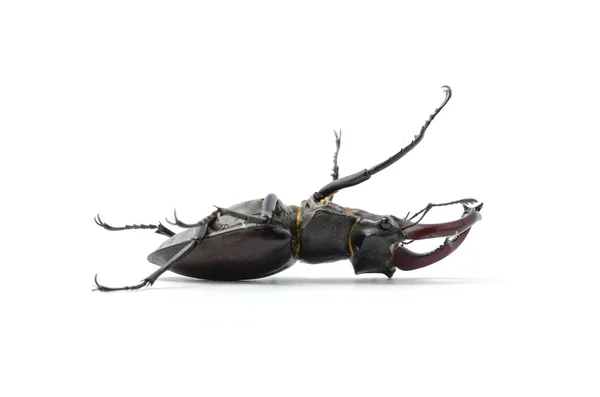 Beetle na plecach, stag beetle — Zdjęcie stockowe