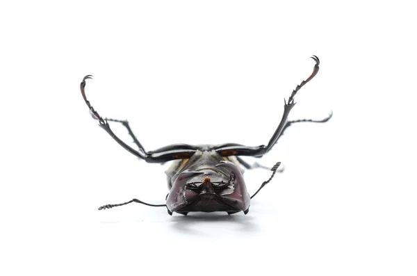 Beetle na plecach, stag beetle — Zdjęcie stockowe