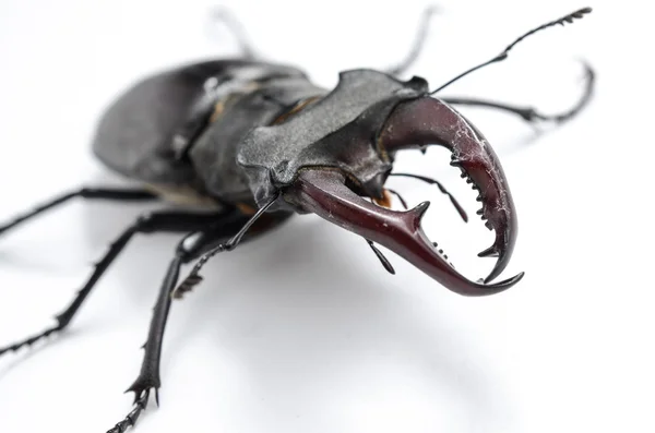 Stag beetle na białym tle na biały, przedni widok — Zdjęcie stockowe