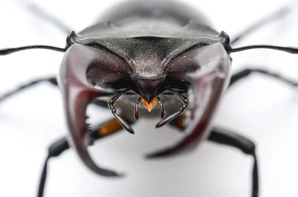 Stag beetle na białym tle na białe, głowa makro — Zdjęcie stockowe