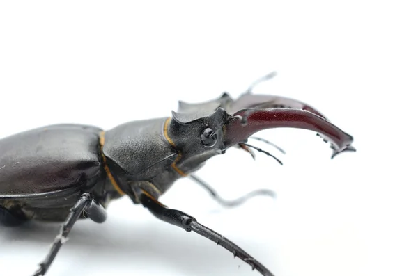 Stag beetle na białym tle na widok białego, boczne — Zdjęcie stockowe