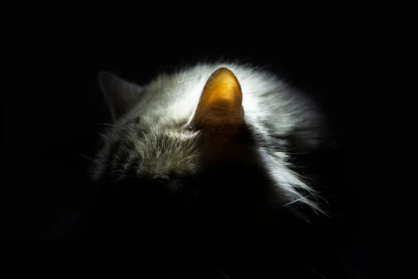 Katzenohren Dunkeln Beleuchtet Katzenhörkonzept — Stockfoto