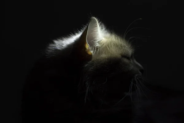猫的耳朵在黑暗中发光 猫的听觉概念 — 图库照片