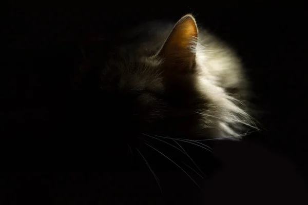 Кошачье Ухо Освещено Темноте Концепция Слушания Кота — стоковое фото
