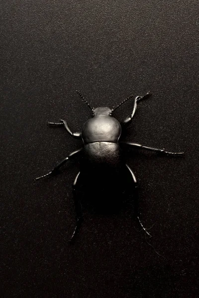 Black Beetle Black Background — Stock Photo, Image