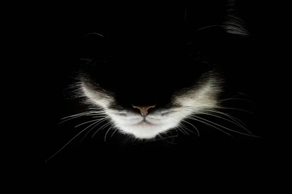 牙で猫を怖がらせる 怖い猫 ロイヤリティフリーのストック画像