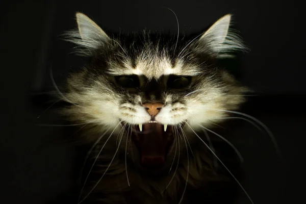 고양이는 뱀파이어에요 송곳니를 무서운 고양이 겁많은 고양이 로열티 프리 스톡 사진