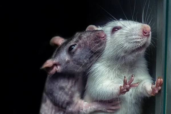 A pair of rats, gray and white rats — Stock Photo, Image