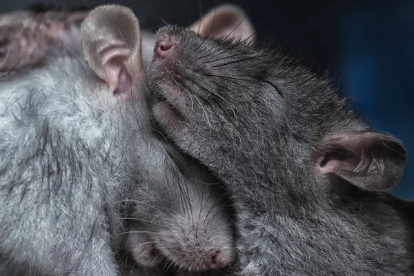 쥐의 쌍 — 스톡 사진