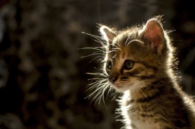 Arka ışık de sevimli kedi