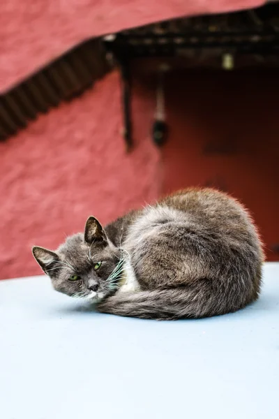 Gato Stray com olhos verdes — Fotografia de Stock