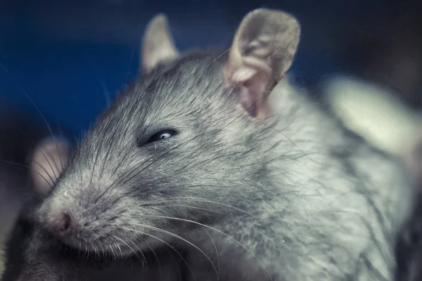 Visage d'une petite souris grise — Photo