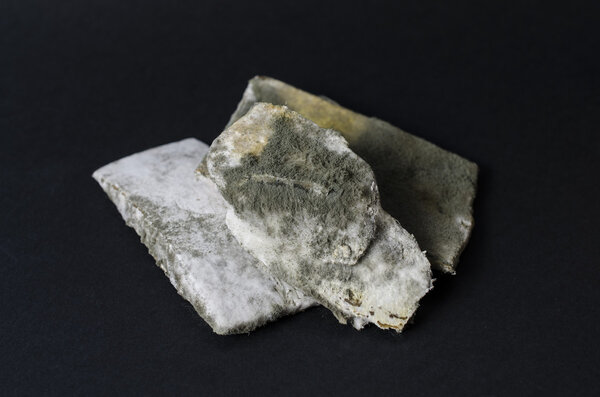 Плесень на сыре
