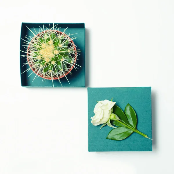 Cactus en rose — Stockfoto