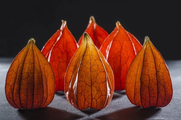 Rode physalis op een zwarte achtergrond — Stockfoto