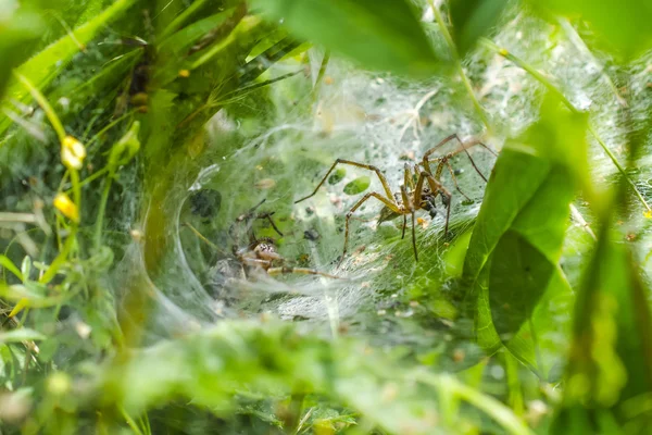 웹 거미 — 스톡 사진