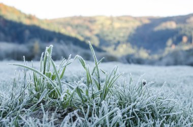 hoarfrost ile kaplı çimen