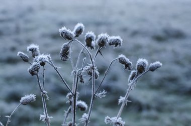hoarfrost altında bitki
