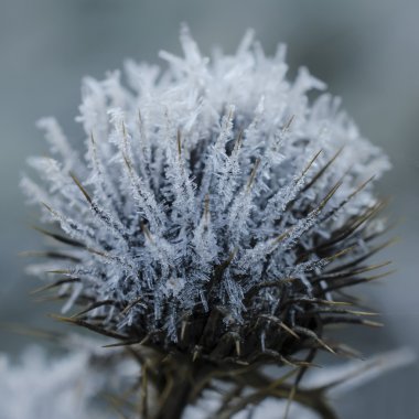 Thistle makro'Don