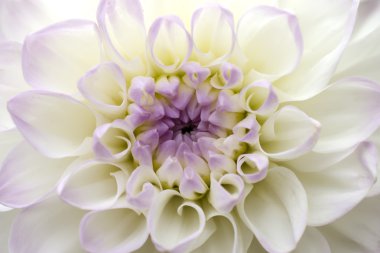 çiçek krizantem yakın çekim