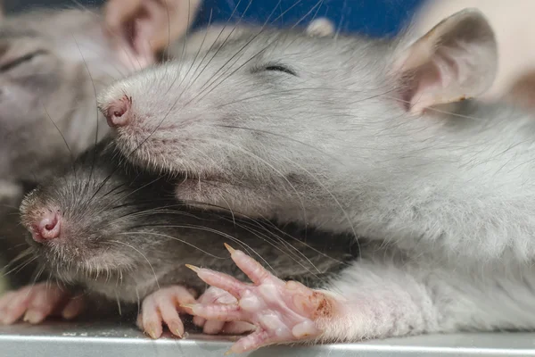 Blind sömnig råtta foto — Stockfoto