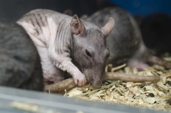 Rat tail washes  foto — Stock Photo, Image