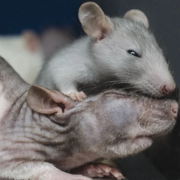 Blind sömnig råtta foto — Stockfoto