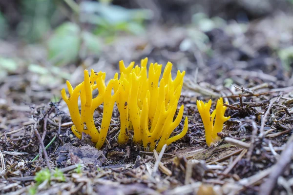 Ramaria cuernos de oro o ciervos en el suelo del bosque —  Fotos de Stock