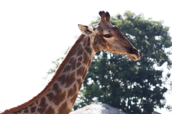 Giraffe Standing Outdoors Tree White Background — Stock Photo, Image