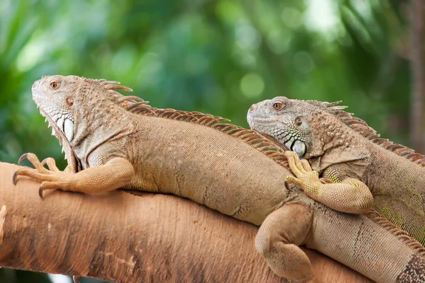 Dwa Dzikie Zwierzęta Iguana Gałęzi Zielony Liść Rozmyte Tło — Zdjęcie stockowe