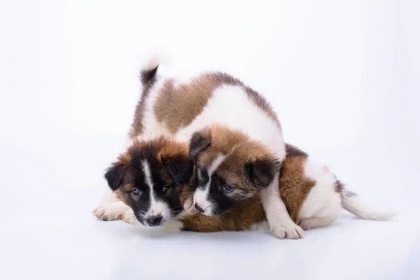 Dos Cachorros Con Pelaje Blanco Marrón Son Sanos Fuertes Cabello —  Fotos de Stock