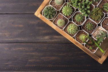 yeşil kaktüs ahşap arkaplan üzerinde kopya alanı ile üst görünüm