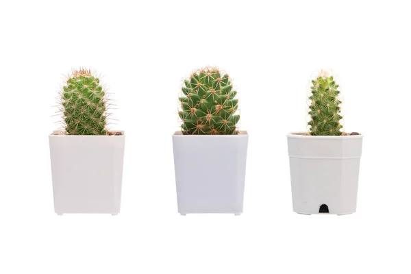 Set Cactus Maceta Blanca Pequeña Planta Aislada Sobre Fondo Blanco — Foto de Stock