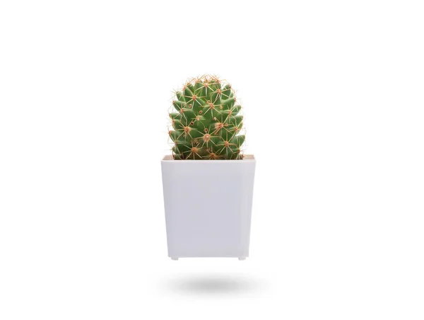 Vit Krukväxter Kaktus Eller Liten Växt Isolerad Vit Bakgrund Främre — Stockfoto