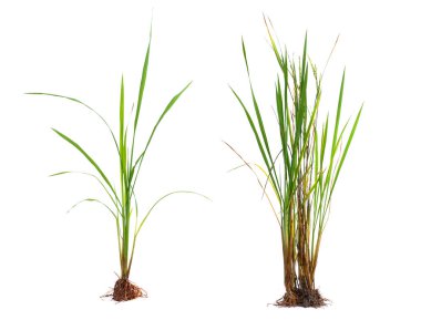 Kökleri, yeşil pirinç yaprakları ve beyaz arka planda izole edilmiş kuru sarı yaprakları olan doğal yeşil pirinç bitkisi ya da çimen koyun..