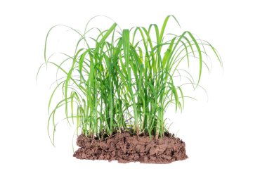 Beyaz arkaplanda doğal yeşil otlar veya yabani otlar.