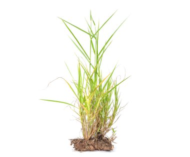 Beyaz arkaplanda doğal yeşil otlar veya yabani otlar.