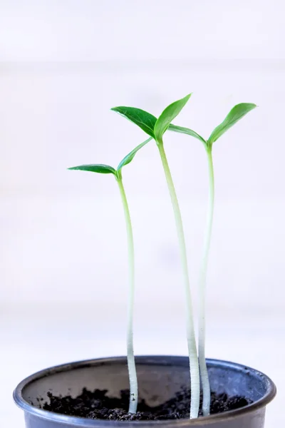 Pot of young seedlings. — Stock Photo, Image