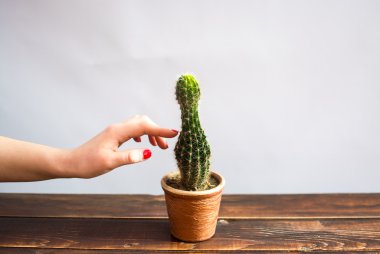 Yeşil cacatus ve el