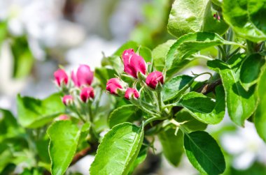 Bahçede çiçek açan elma ağacı