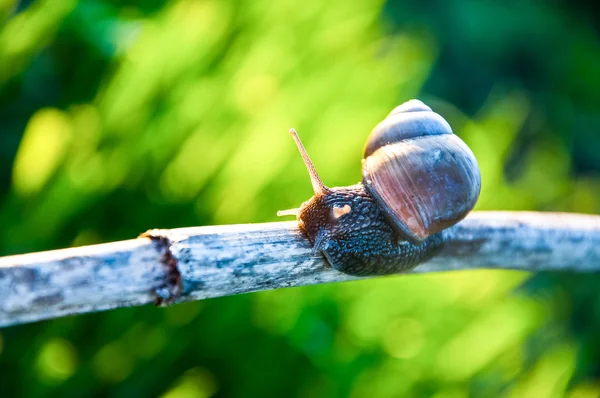 Big snail mollusk — Stock Photo, Image