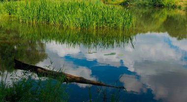  Ağaç devrildi ve nehre düştü.