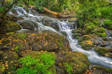 Dağ deresi yeşil taşların üzerinden akıyor.