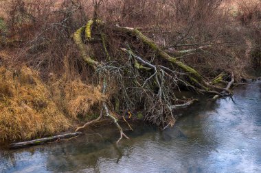  Nehrin kıyısındaki kırık yaşlı ağaç